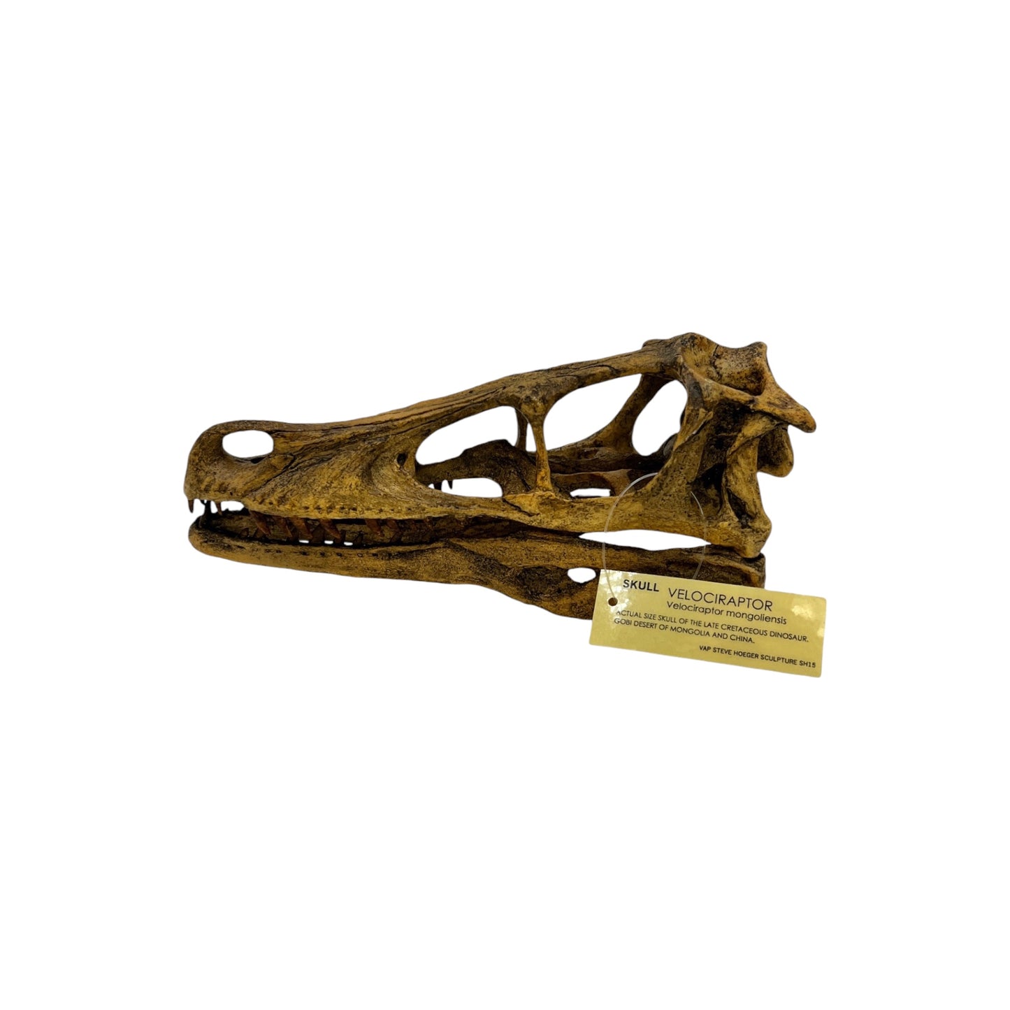 Skull Replica (Velociraptor)