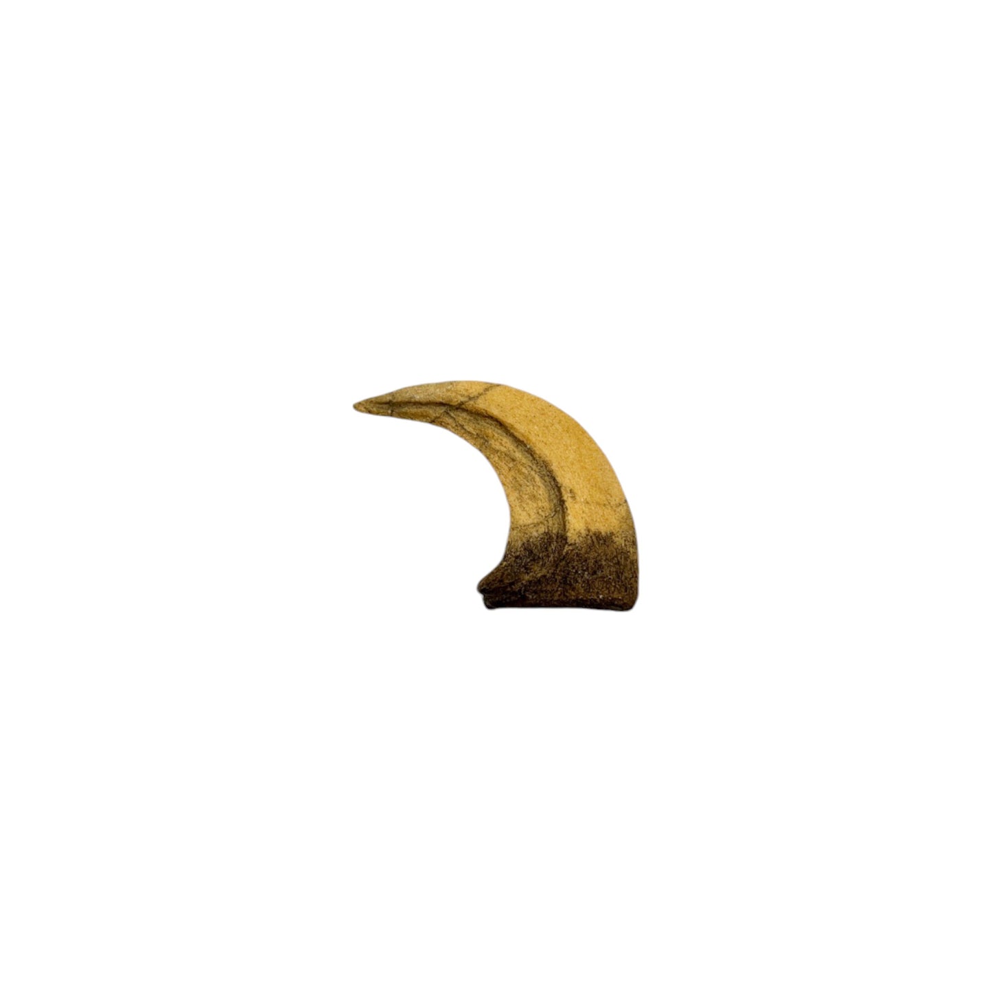 Claw Replica (Velociraptor)
