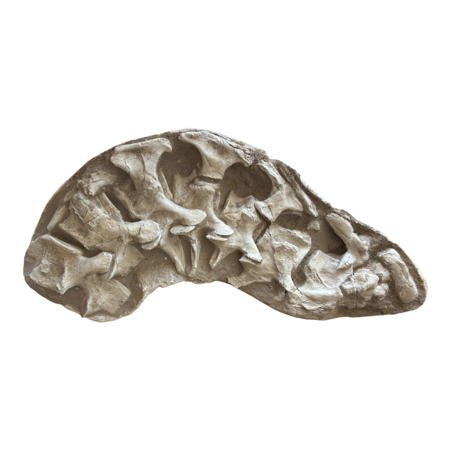 Fossil Vertebrae Display Plate