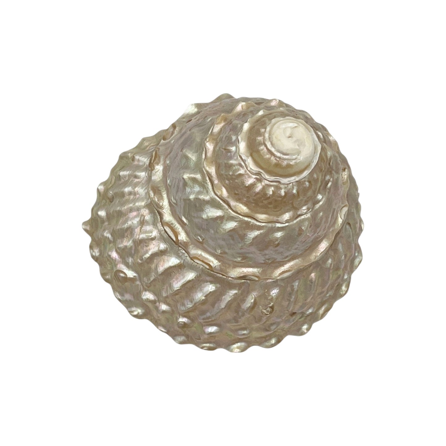 Wavy Top Polished Shell (3.5-4")
