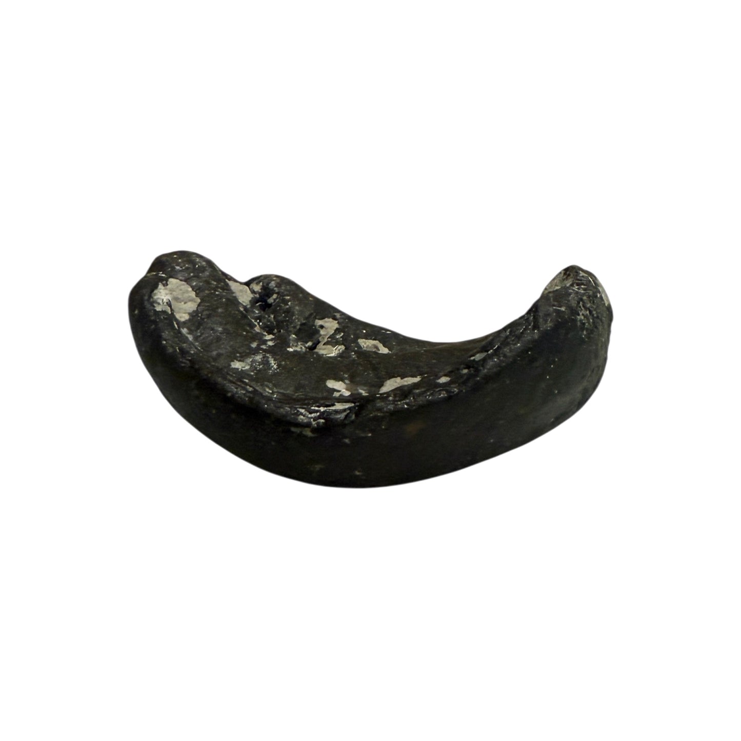 Fossil Whale Ear Bone