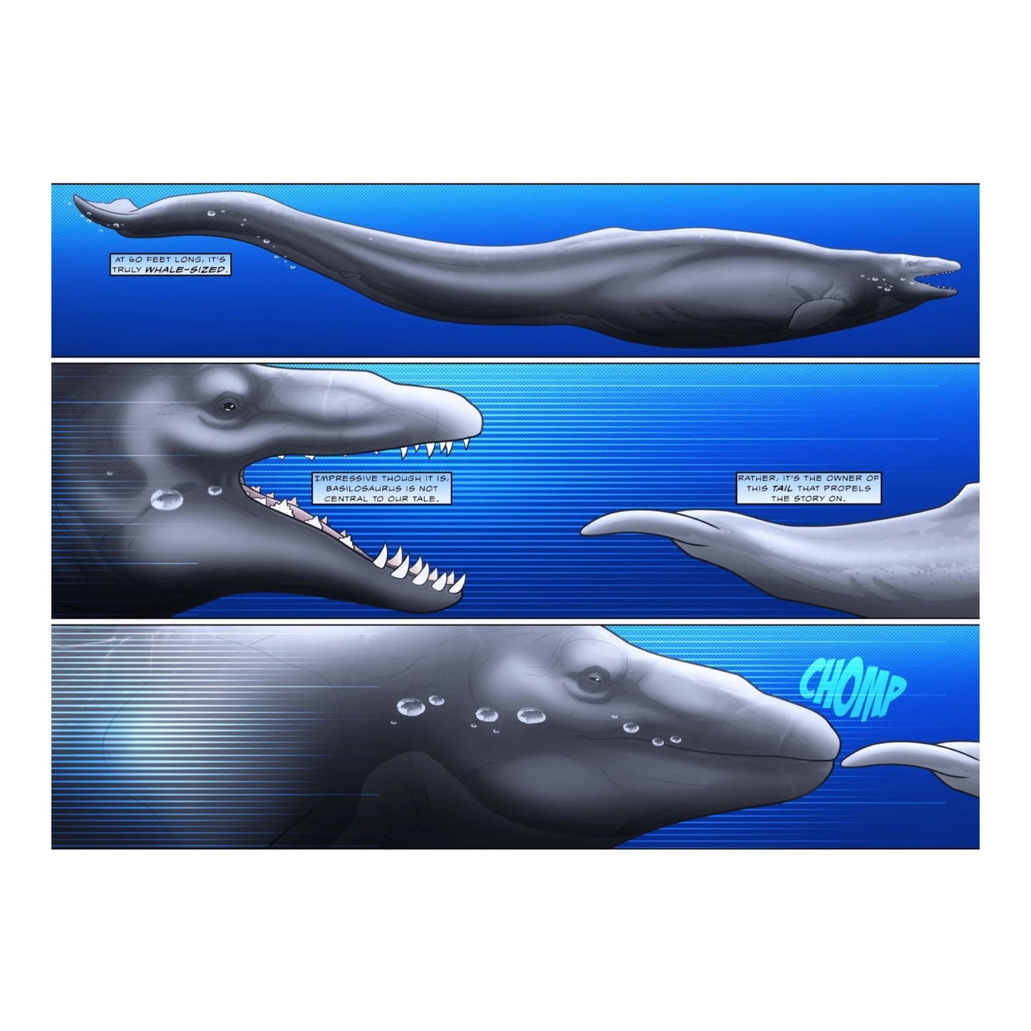 50 Million Years of Whales