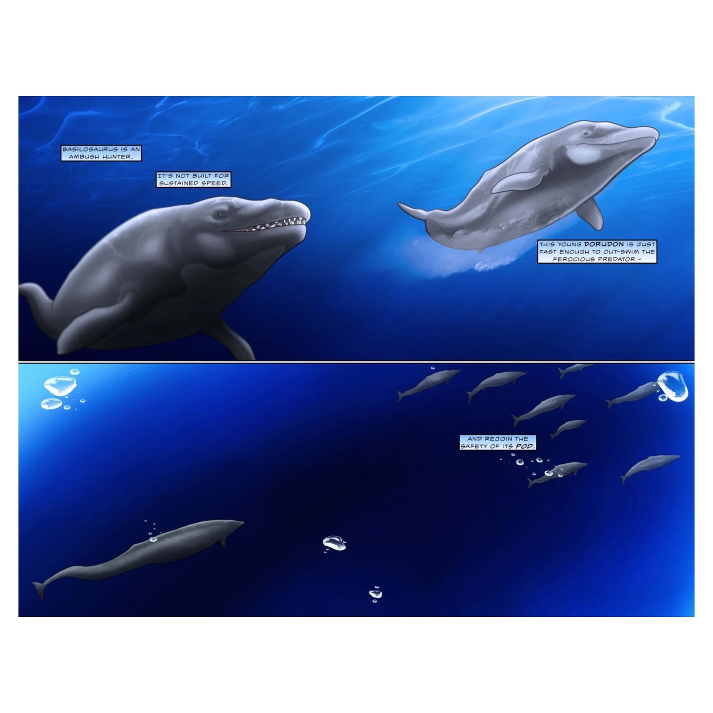 50 Million Years of Whales