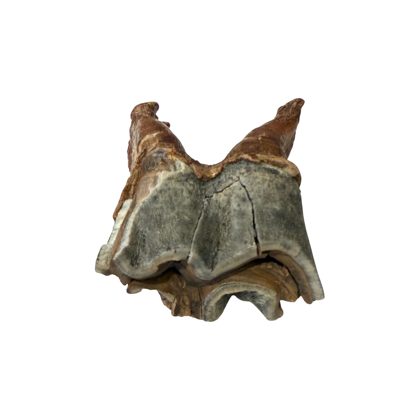 Woolly Rhino Tooth with Stand