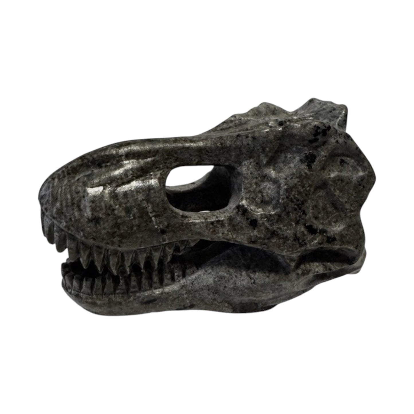 Skull (T-Rex)