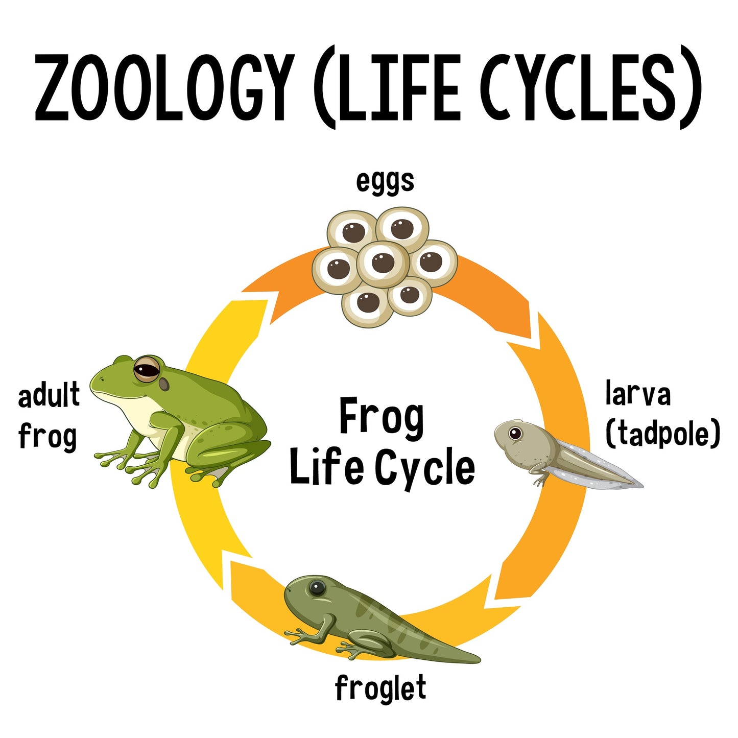 Zoology Class (Life Cycles)