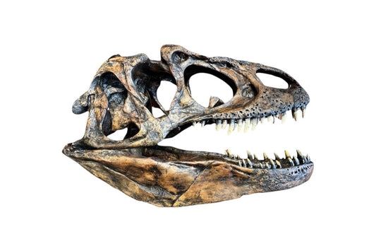 Fun Facts About Allosaurus