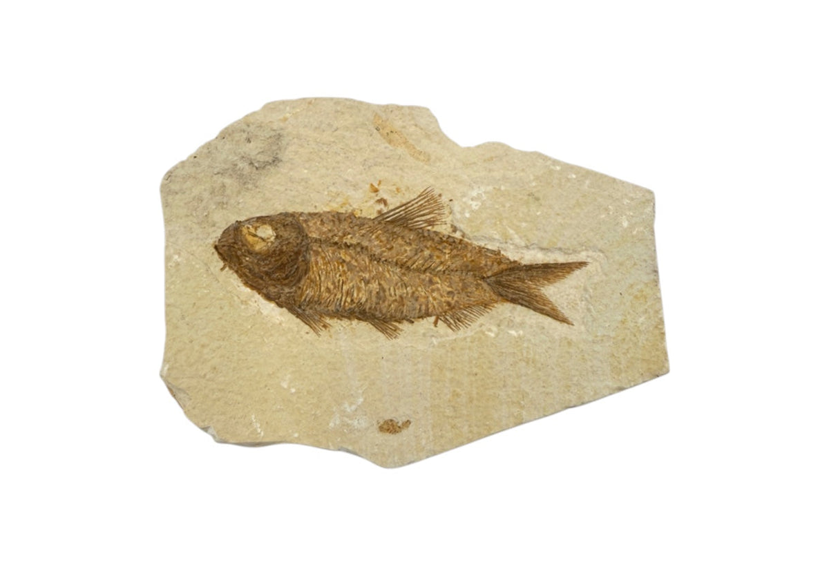 Fossil Fish