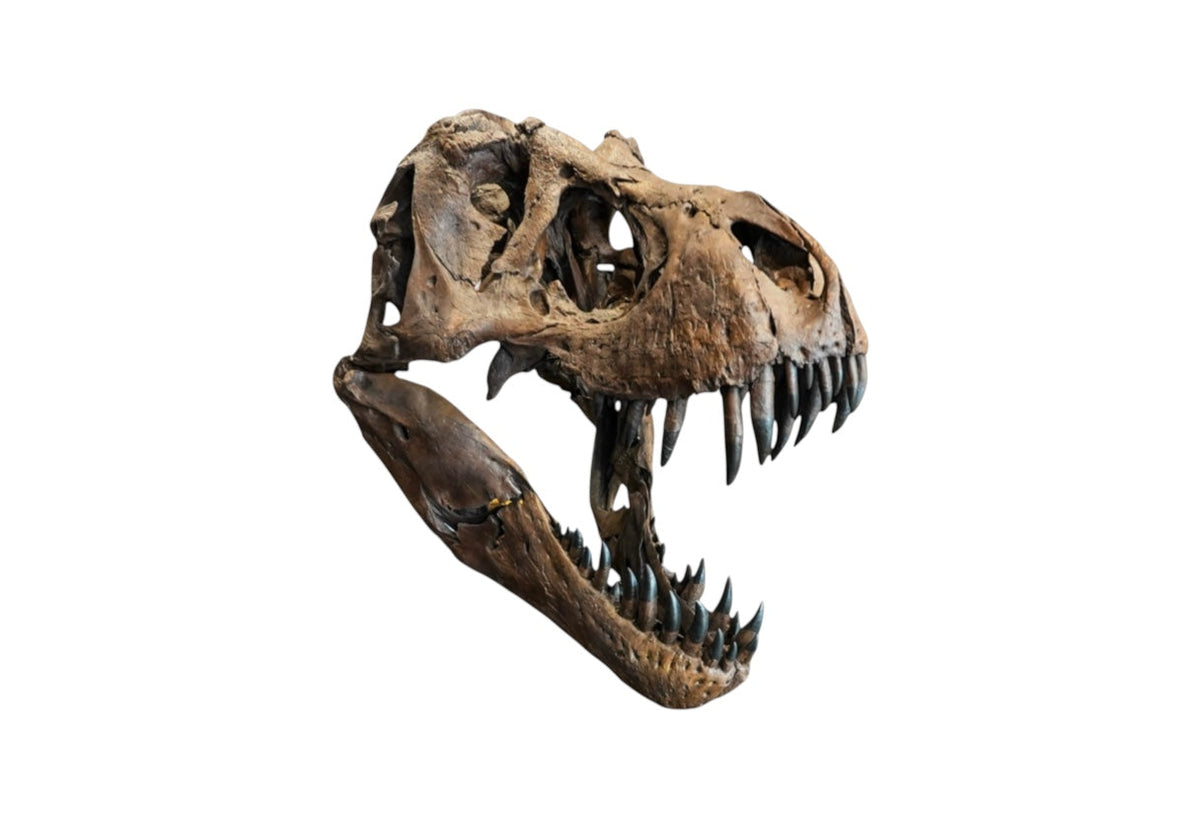 Skeletal Anatomy of T-Rex