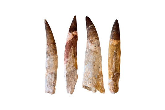Spinosaurus Teeth