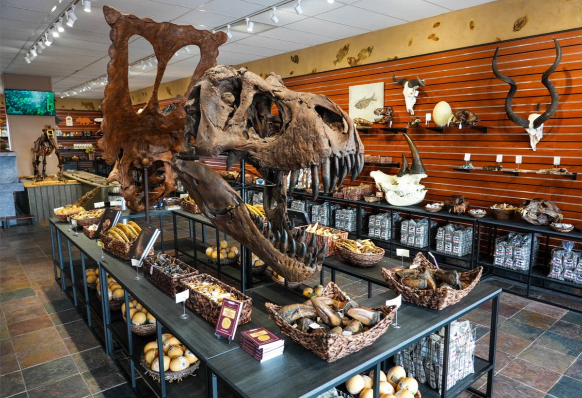 Take a Tour of Tyrannostorus