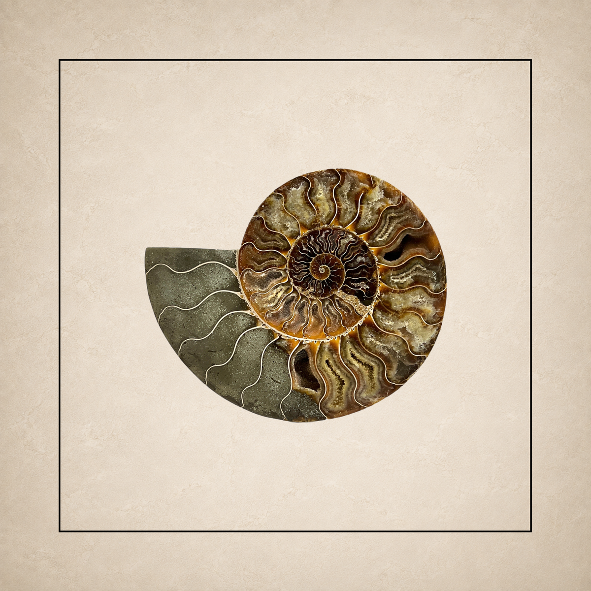 Ammonites
