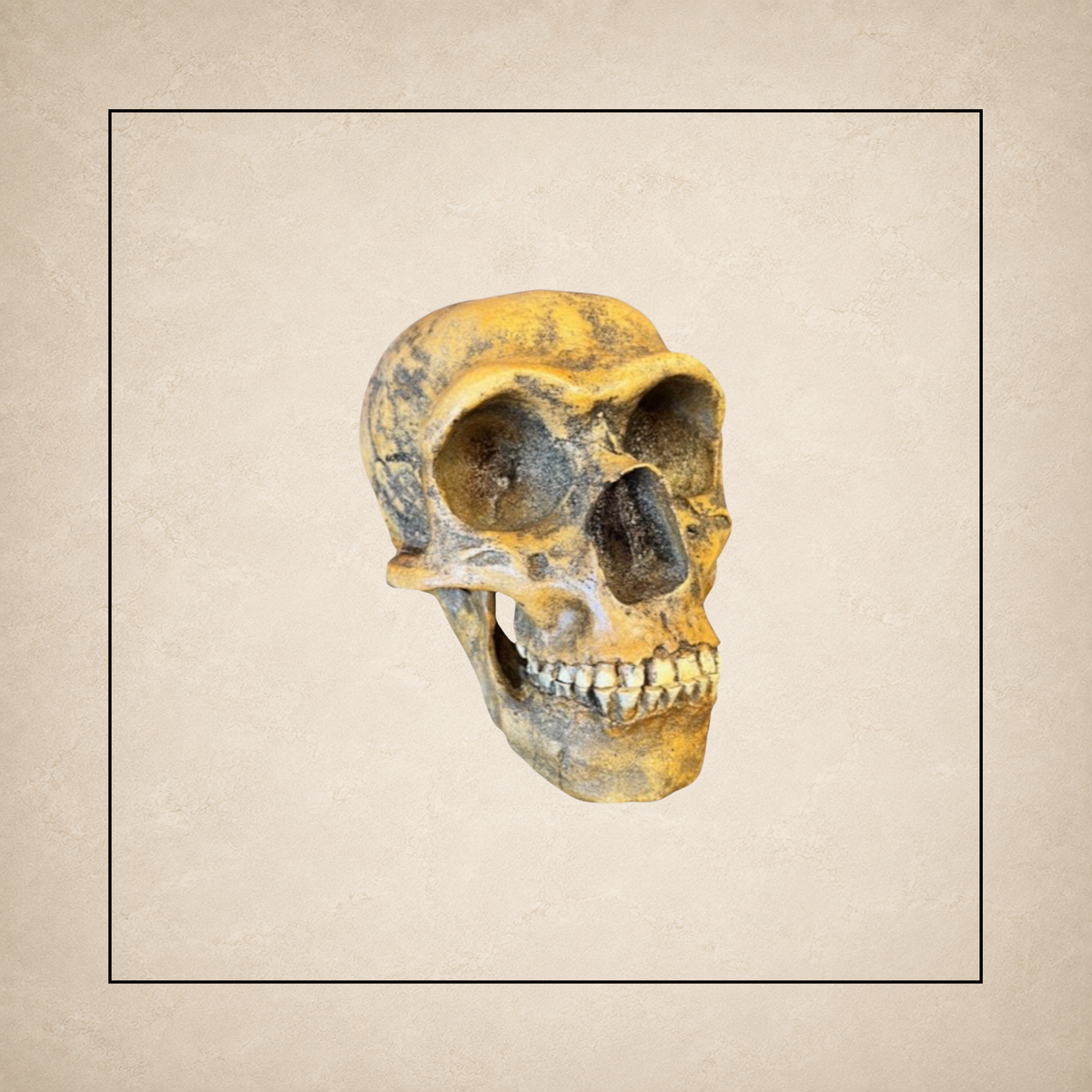 Anthropology
