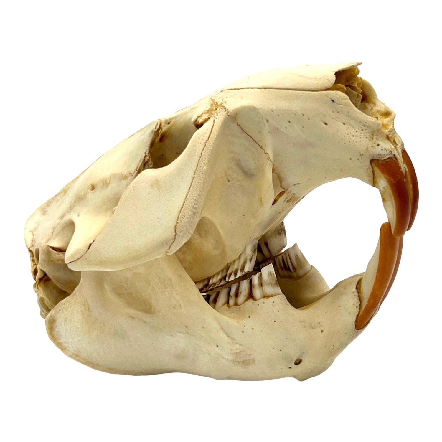 Skulls and Teeth
