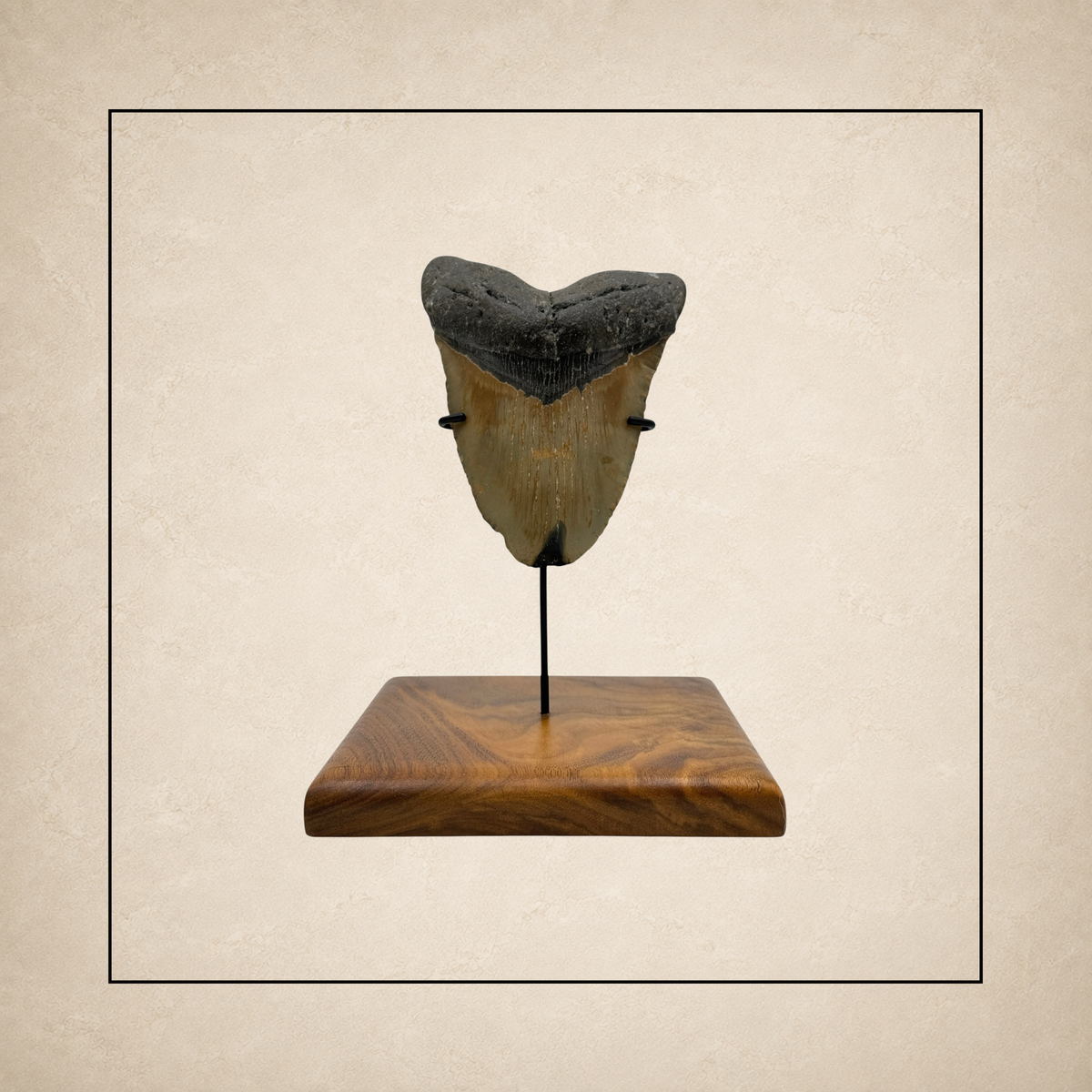 Megalodon