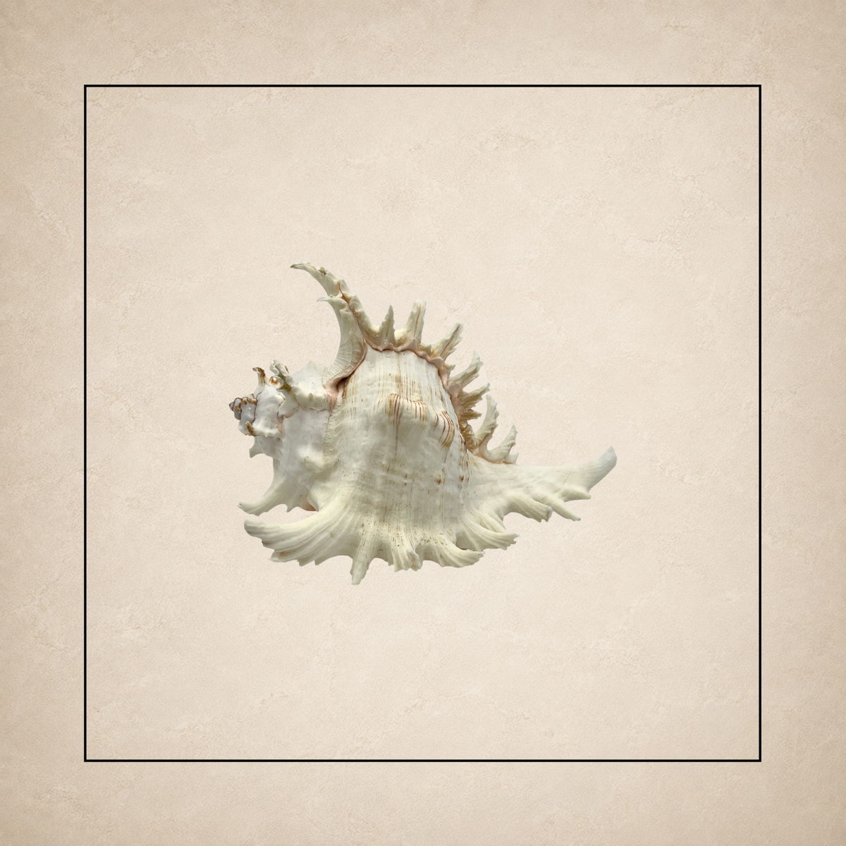 Shells