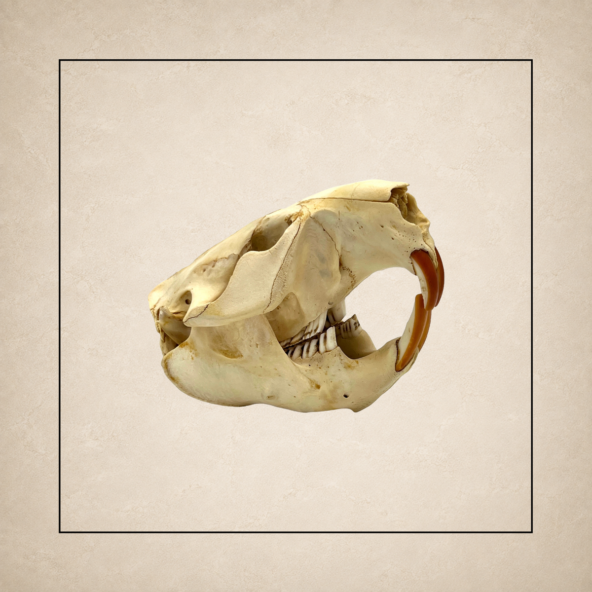 Skulls and Teeth