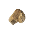 Calymene celebra Trilobite