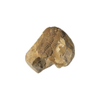 Calymene celebra Trilobite