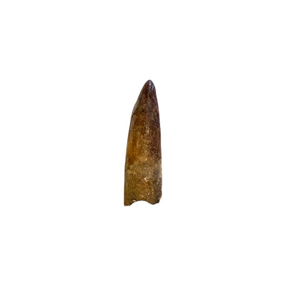 Fossilized Dinosaur Tooth (Restored Spinosaurus)