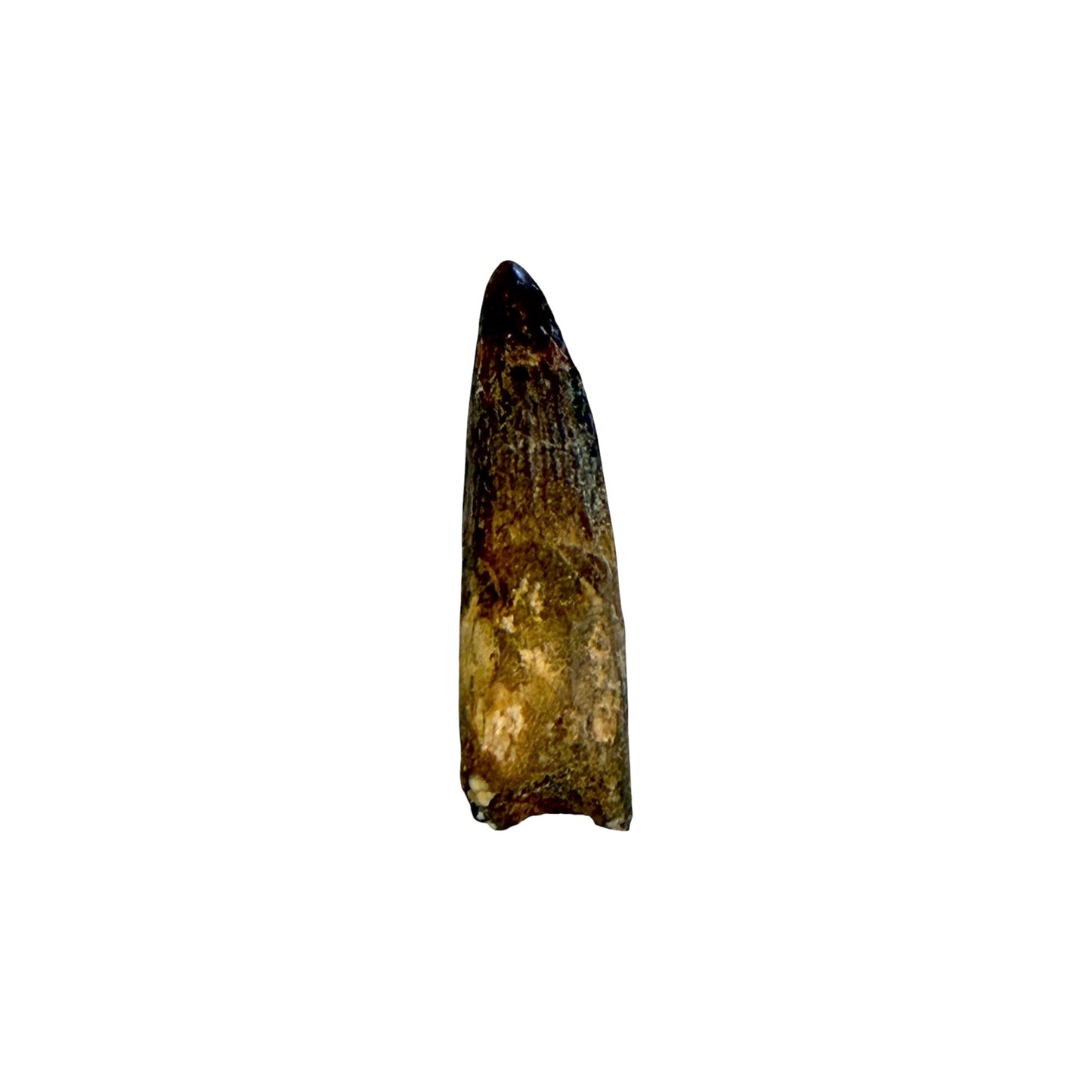 Fossilized Dinosaur Tooth (Restored Spinosaurus)