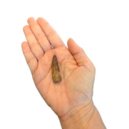 Fossilized Dinosaur Tooth (Restored Spinosaurus)
