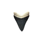 Fossil Shark Tooth (Megalodon Tooth, 2.25")