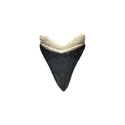 Fossil Shark Tooth (Megalodon Tooth, 2.25")
