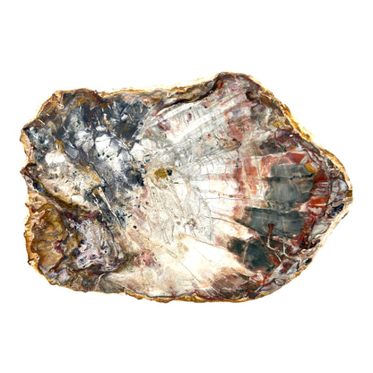 Petrified Wood Slice (10.5")