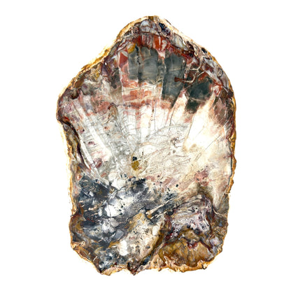 Petrified Wood Slice (10.5")