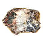 Petrified Wood Slice (10.5")