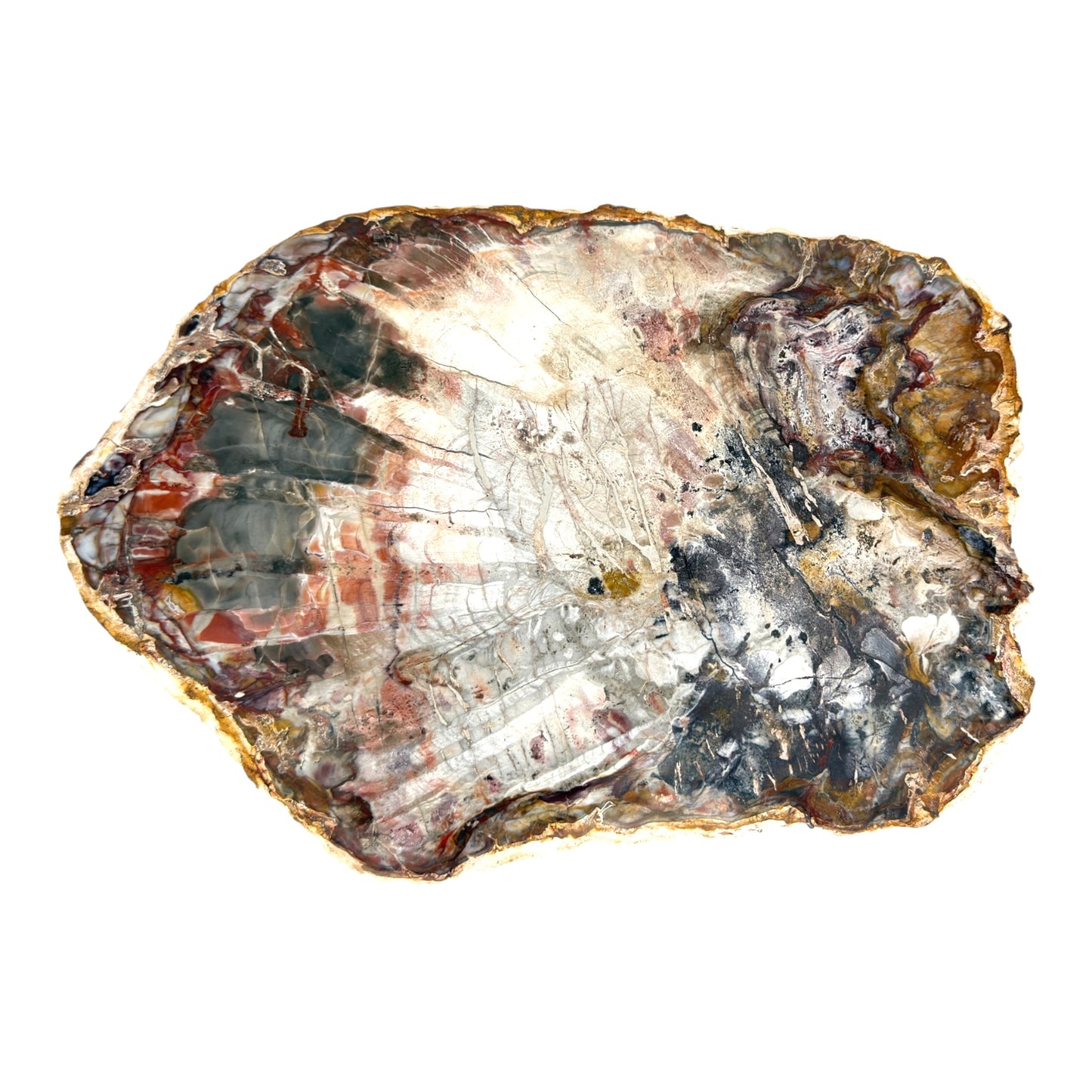 Petrified Wood Slice (10.5")