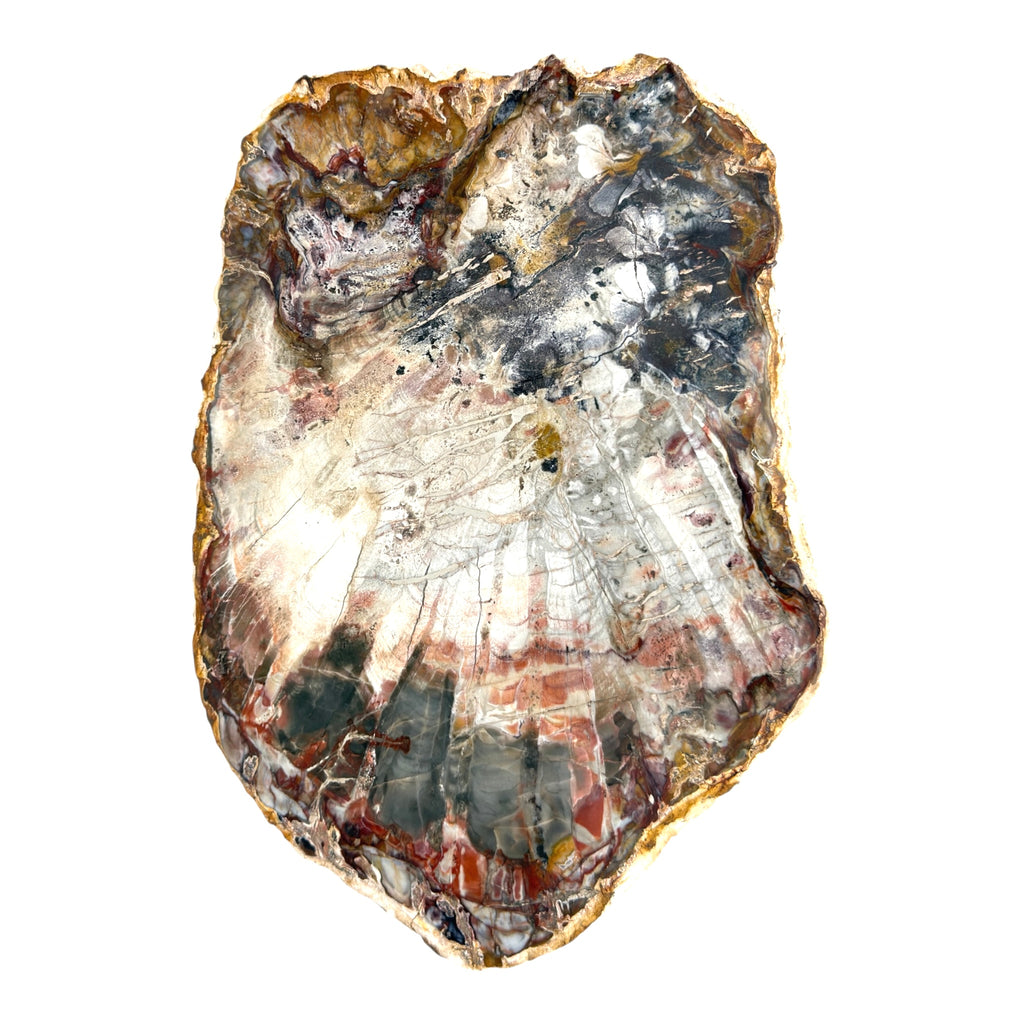Petrified Wood Slice (10.5")