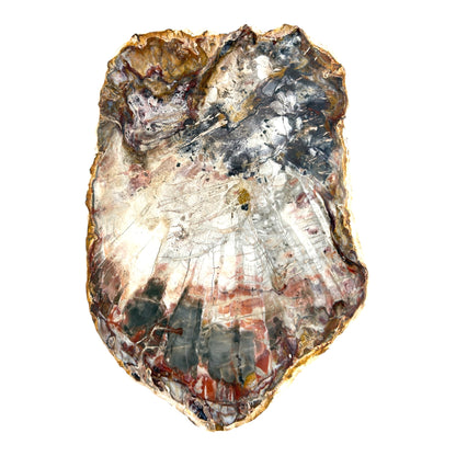 Petrified Wood Slice (10.5")