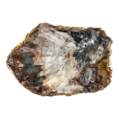 Petrified Wood Slice (10.5")