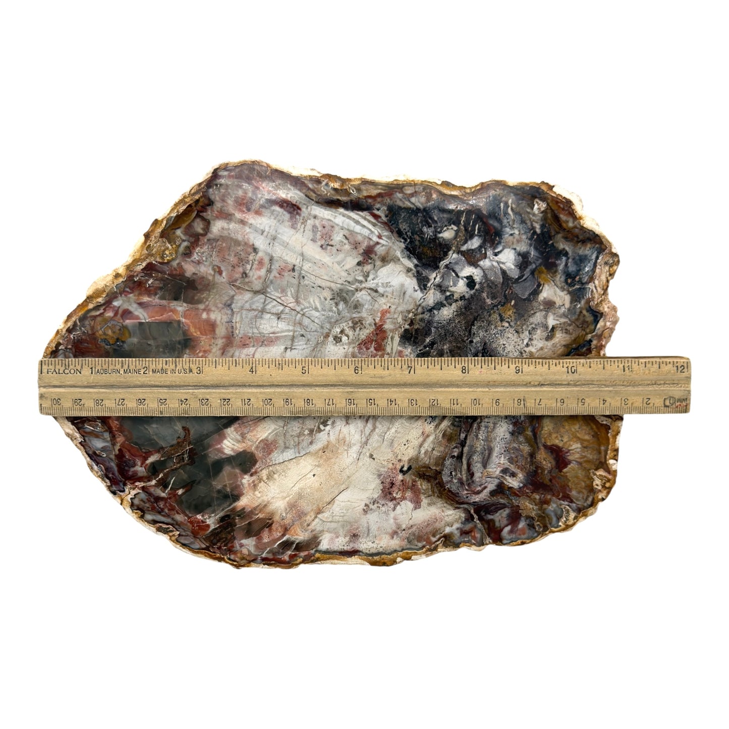 Petrified Wood Slice (10.5")
