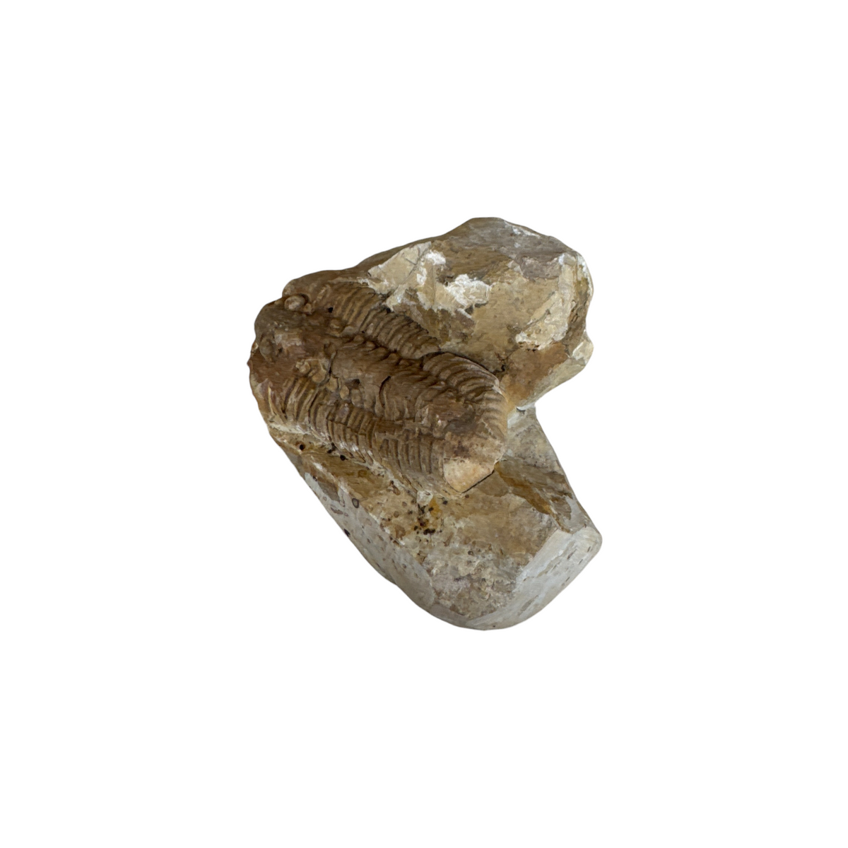 Calymene celebra Trilobite