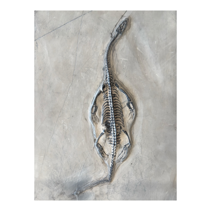 Keichousaurus Fossil