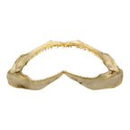 Shark Jaw (Silky Shark, 15.5")