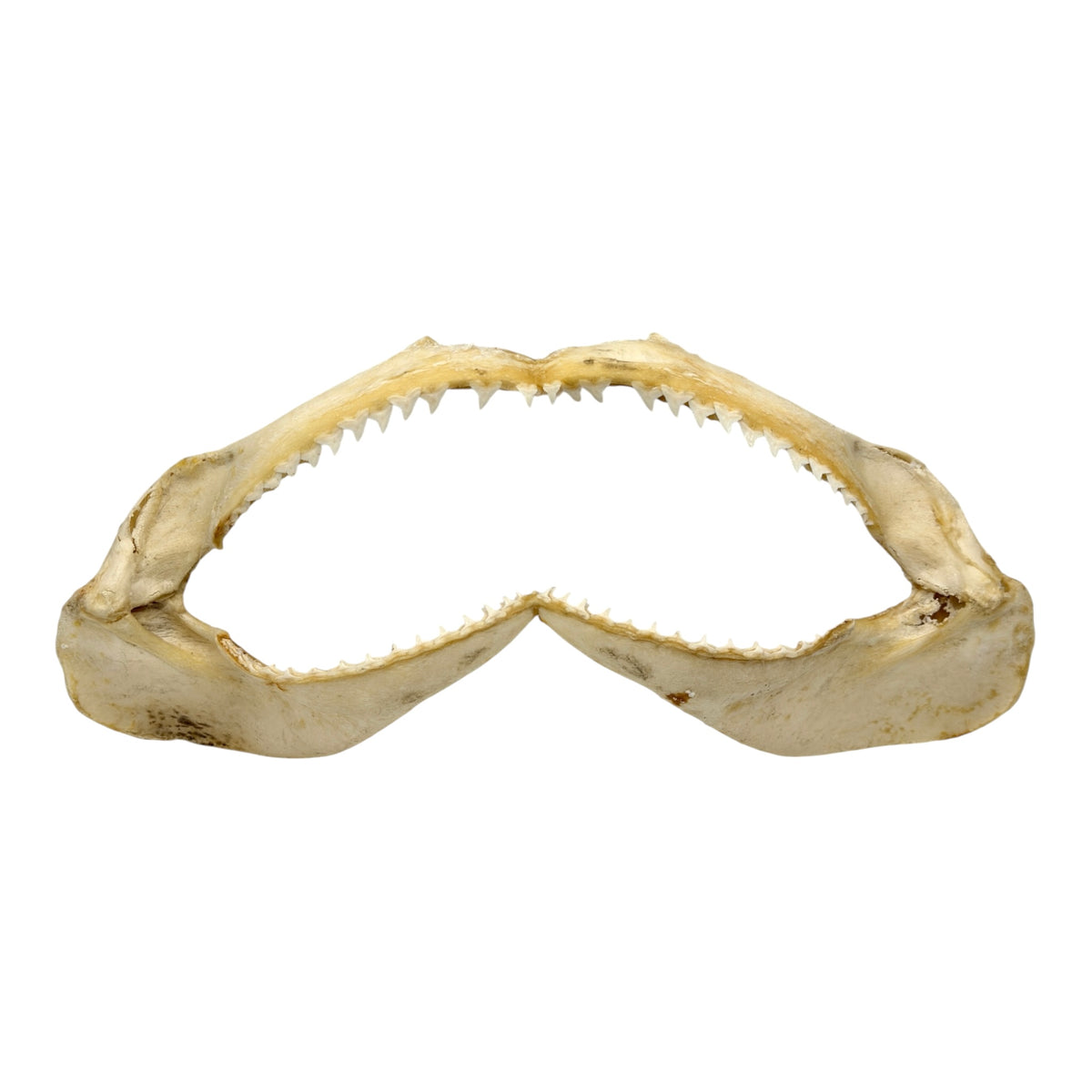 Shark Jaw (Silky Shark, 15.5")