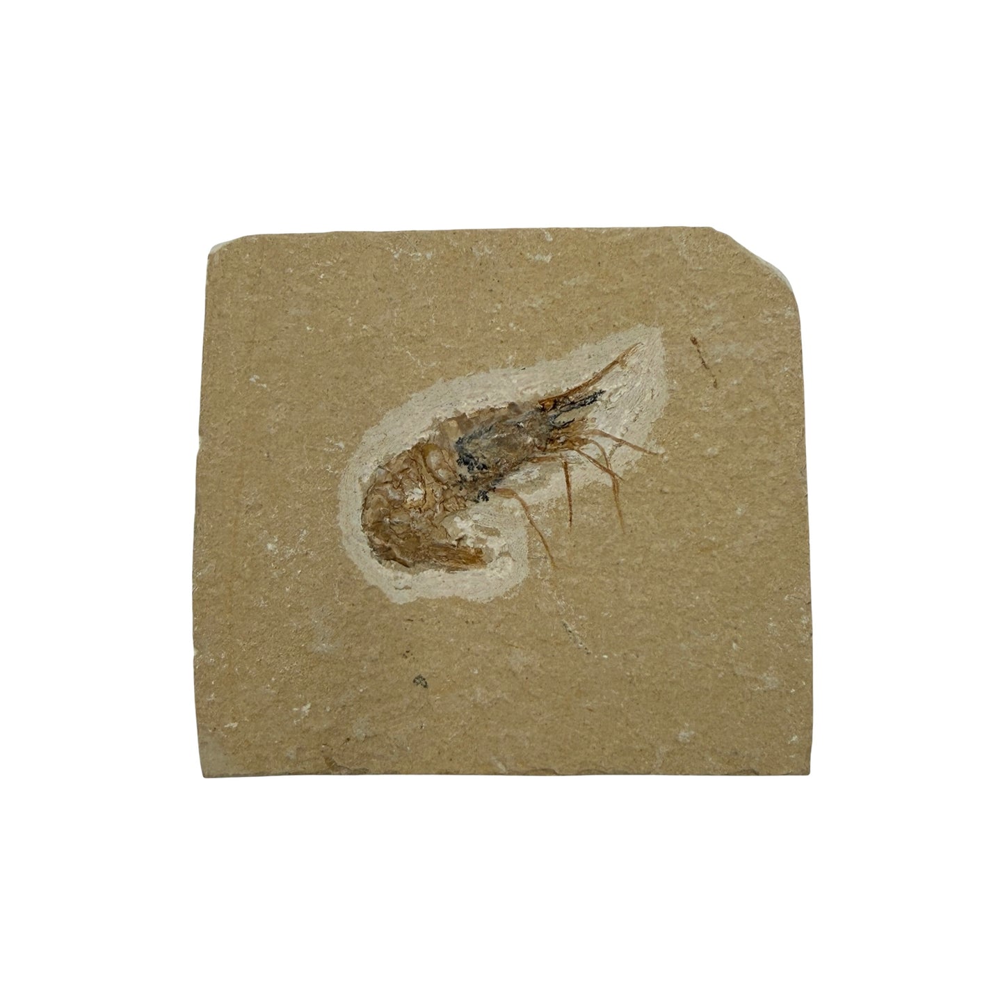 Fossil Shrimp (Carpopenaeus)