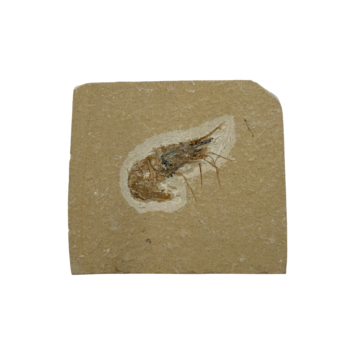 Fossil Shrimp (Carpopenaeus)