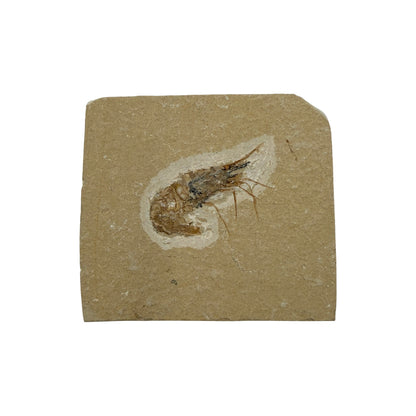 Fossil Shrimp (Carpopenaeus)
