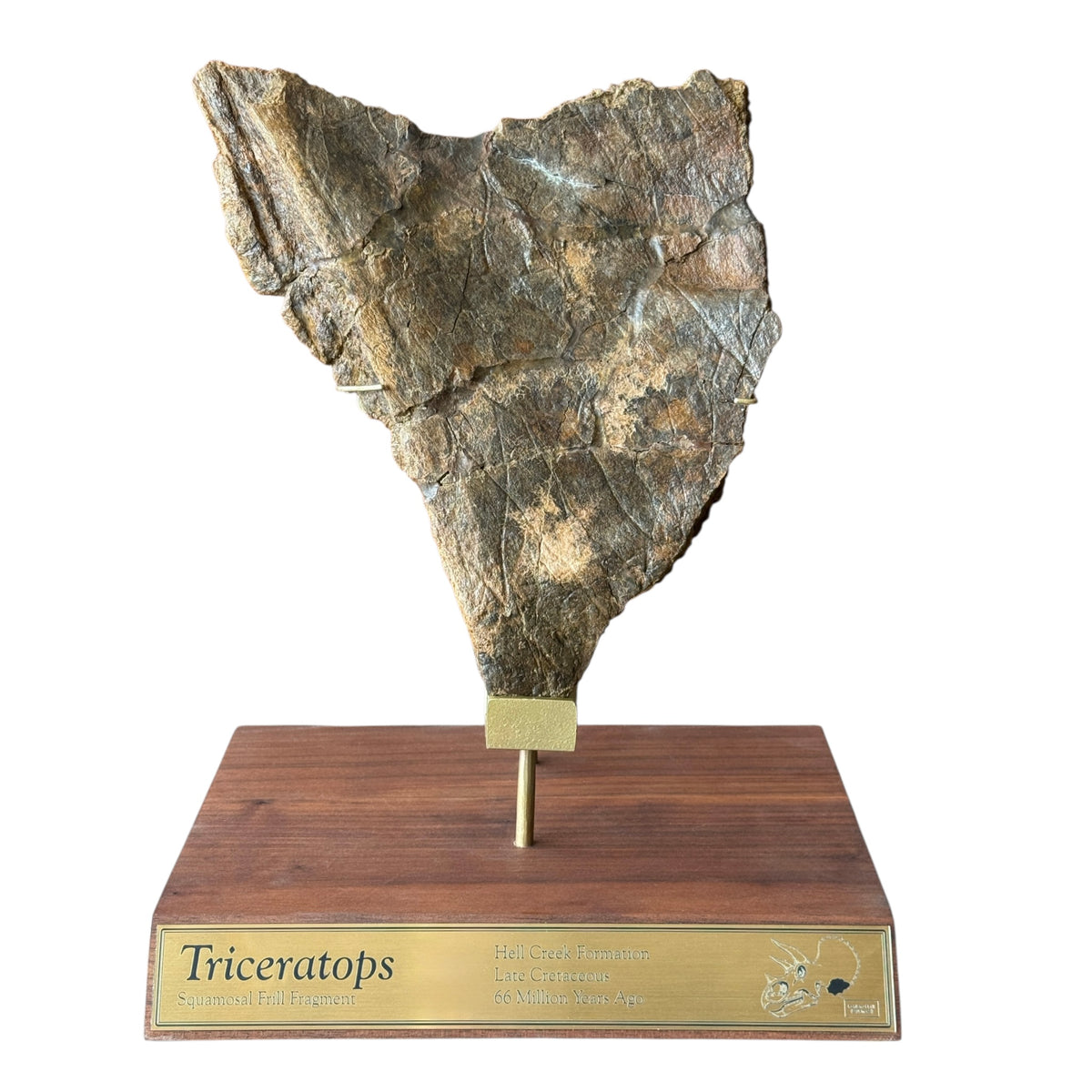Triceratops Frill + Stand
