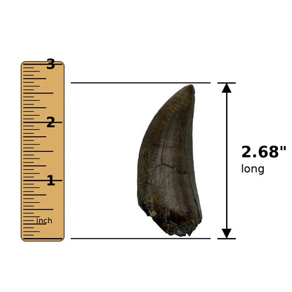 2.68" Tyrannosaurus rex (T-Rex) Tooth