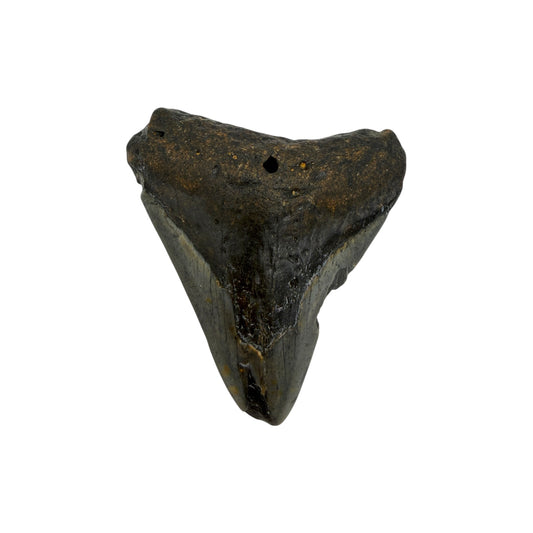 Fossil Shark Tooth (Megalodon Tooth, 2.75")