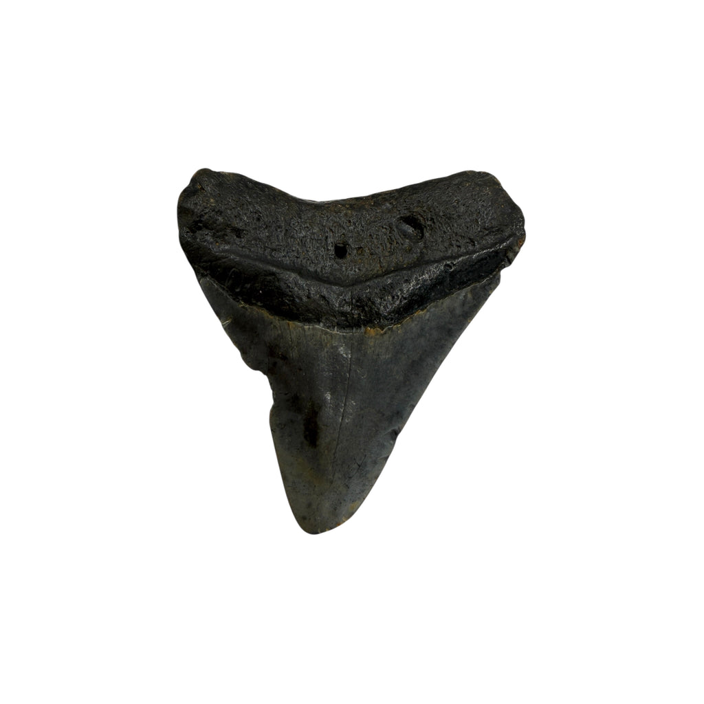 Fossil Shark Tooth (Megalodon Tooth, 2.75")