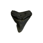Fossil Shark Tooth (Megalodon Tooth, 2.75")