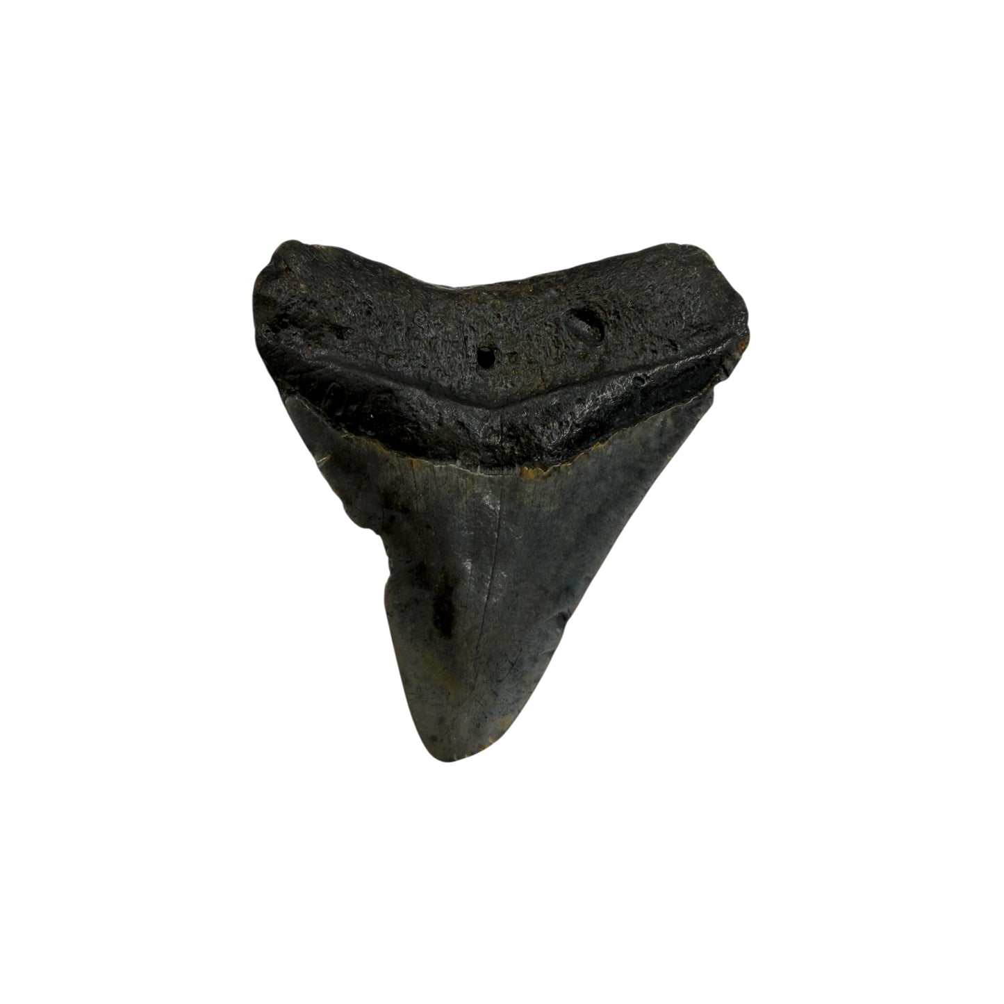 Fossil Shark Tooth (Megalodon Tooth, 2.75")