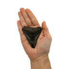 Fossil Shark Tooth (Megalodon Tooth, 2.75")